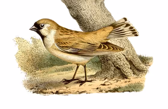 Ilustrasi Pyrgilauda davidiana
