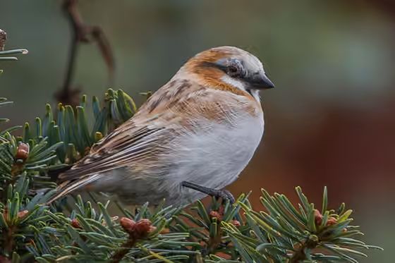 Dokumentasi Pyrgilauda ruficollis