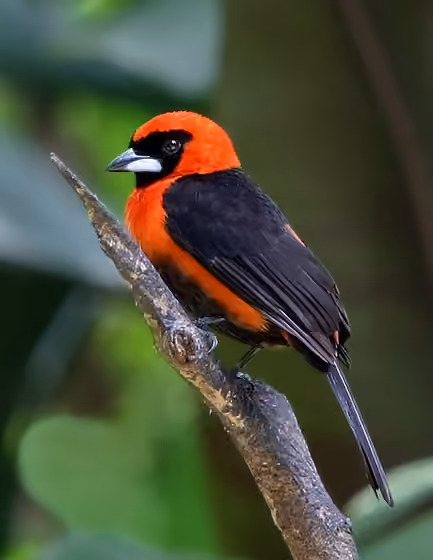 Dokumentasi Ramphocelus nigrogularis