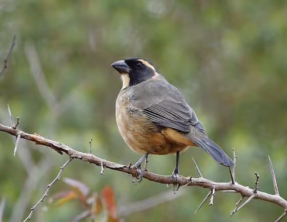 Dokumentasi Saltator aurantiirostris betina