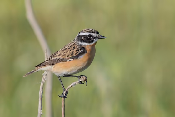 Dokumentasi Saxicola rubetra