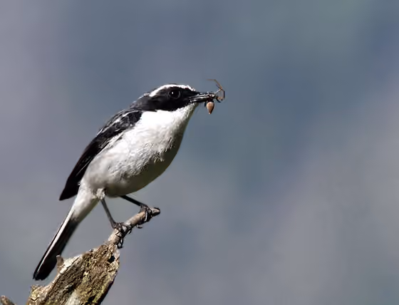 Dokumentasi Saxicola ferreus jantan