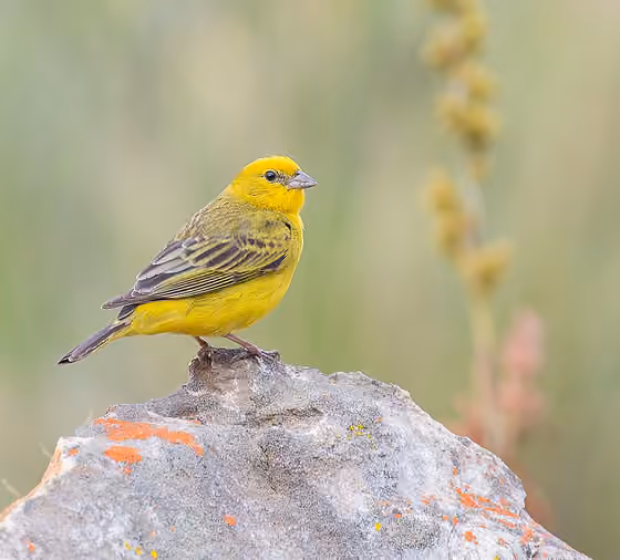 Dokumentasi Sicalis citrina