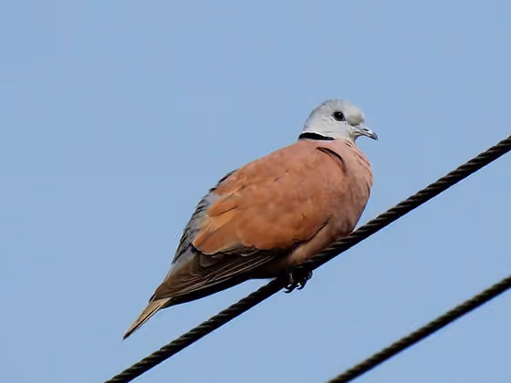 Dokumentasi Streptopelia tranquebarica