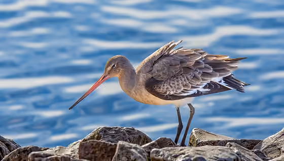 Dokumentasi Limosa limosa