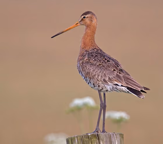 Dokumentasi Limosa limosa