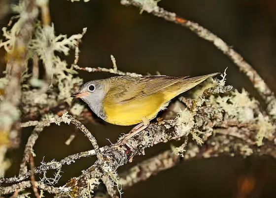 Dokumentasi Oporornis agilis