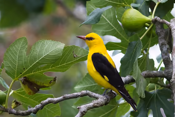 Dokumentasi Oriolus oriolus