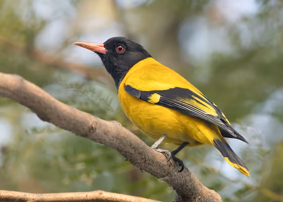 Dokumentasi Oriolus xanthornus