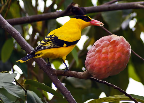 Dokumentasi Oriolus chinensis