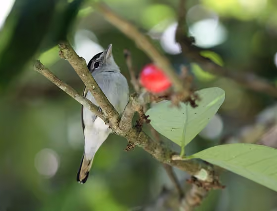 Dokumentasi Pachyramphus marginatus