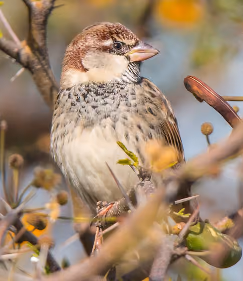 Dokumentasi Passer hispaniolensis