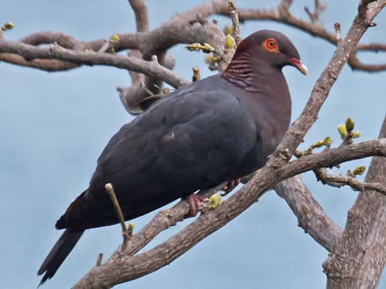 Dokumentasi Patagioenas squamosa