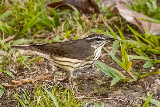 Dokumentasi Parkesia motacilla