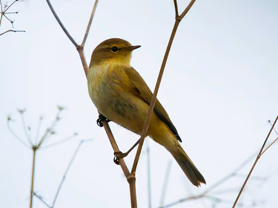 Dokumentasi Phylloscopus ibericus