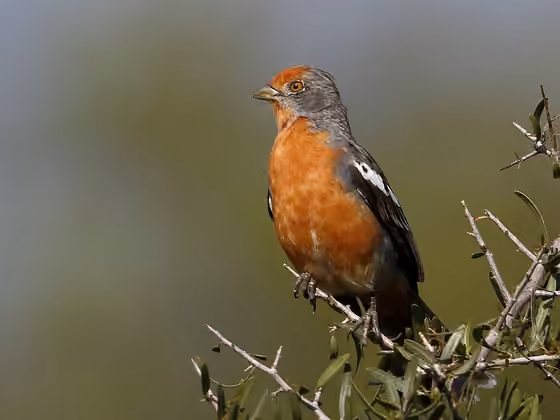 Dokumentasi Phytotoma rutila jantan