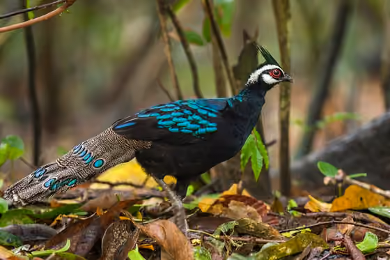 Dokumentasi Polyplectron napoleonis