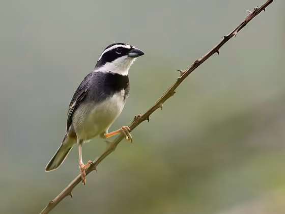 Dokumentasi Poospiza hispaniolensis jantan