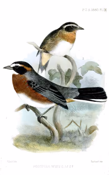 Ilustrasi Poospiza whitii