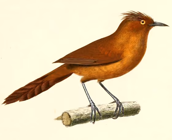 Ilustrasi Pseudoseisura unirufa