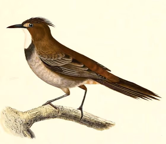Ilustrasi Pseudoseisura gutturalis
