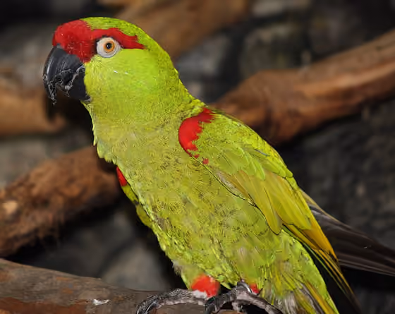 Dokumentasi Rhynchopsitta pachyrhyncha