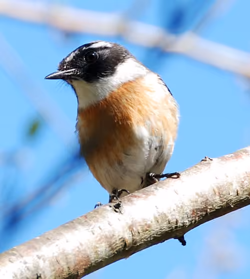 Dokumentasi Saxicola tectes