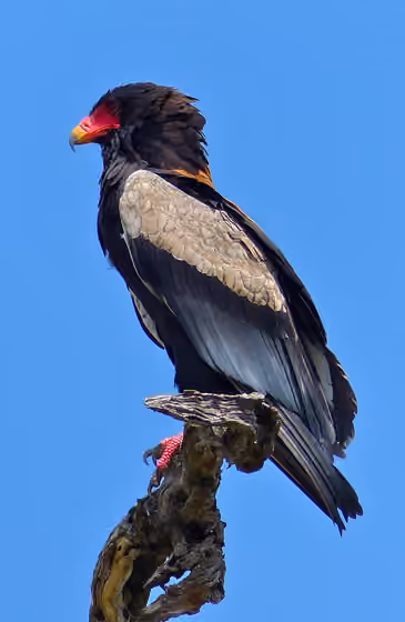 Dokumentasi Terathopius ecaudatus jantan