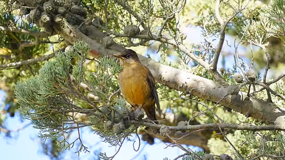 Dokumentasi Turdus falcklandii