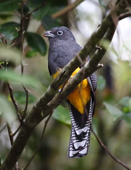 Dokumentasi Trogon viridis betina