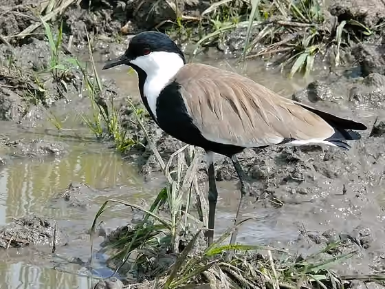 Dokumentasi Vanellus spinosus