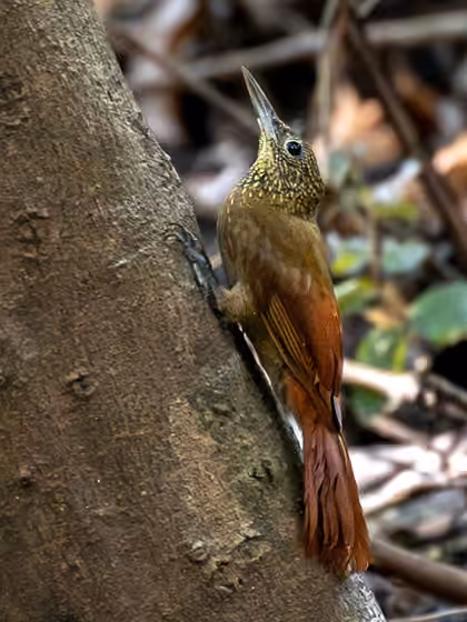 Dokumentasi Xiphorhynchus ocellatus