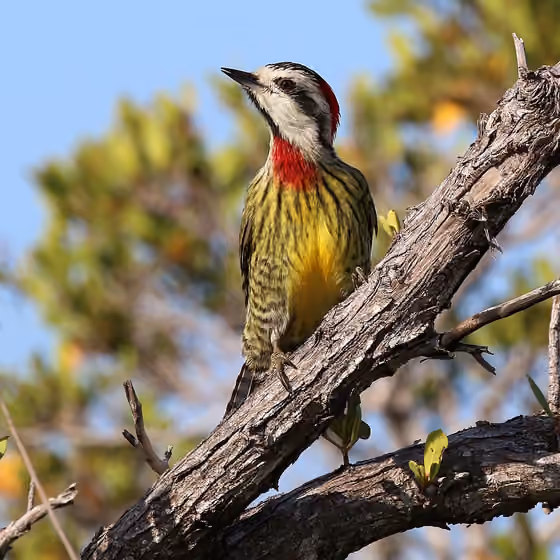 Dokumentasi Xiphidiopicus percussus betina