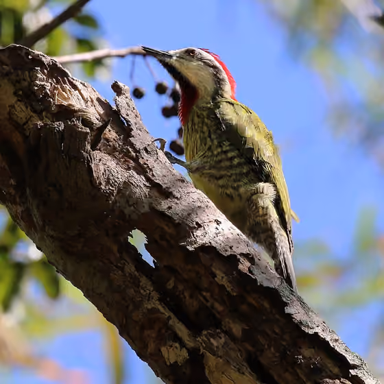 Dokumentasi Xiphidiopicus percussus jantan