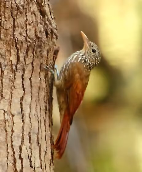 Dokumentasi Xiphorhynchus obsoletus