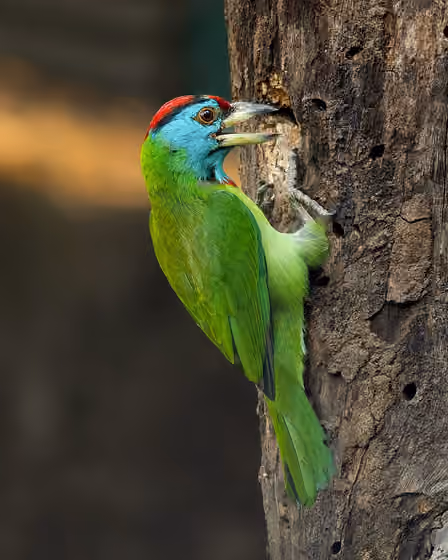 Dokumentasi Psilopogon asiaticus