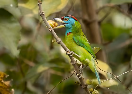 Dokumentasi Psilopogon asiaticus