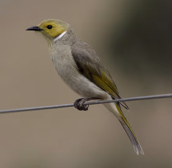 Dokumentasi Ptilotula penicillata
