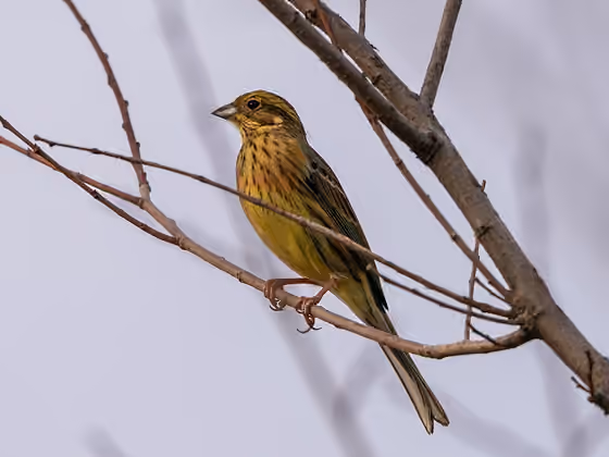 Dokumentasi Emberiza cirlus