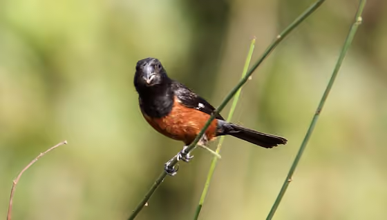 Dokumentasi Sporophila angolensis