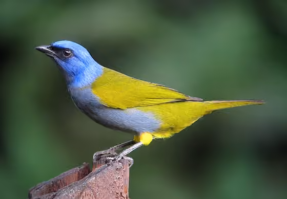 Dokumentasi Sporathraupis cyanocephala