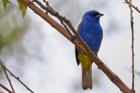 Dokumentasi Sporathraupis cyanocephala