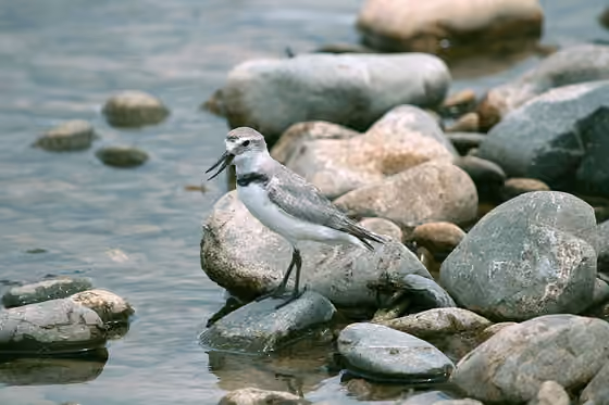 Dokumentasi Anarhynchus frontalis
