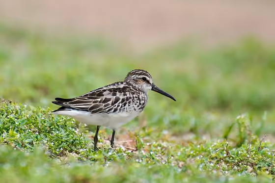 Dokumentasi Calidris falcinellus
