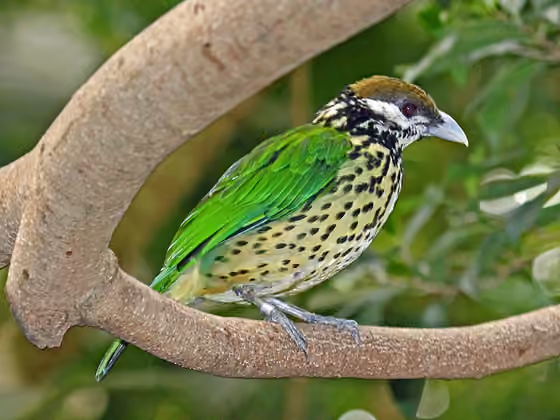 Dokumentasi Ailuroedus buccoides