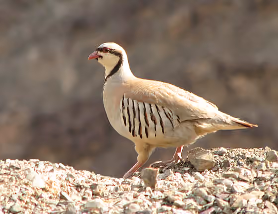 Dokumentasi Alectoris chukar