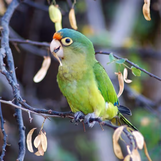 Dokumentasi Eupsittula canicularis