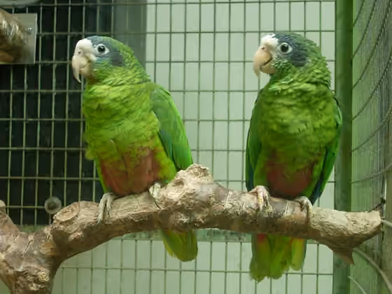Dokumentasi Amazona ventralis