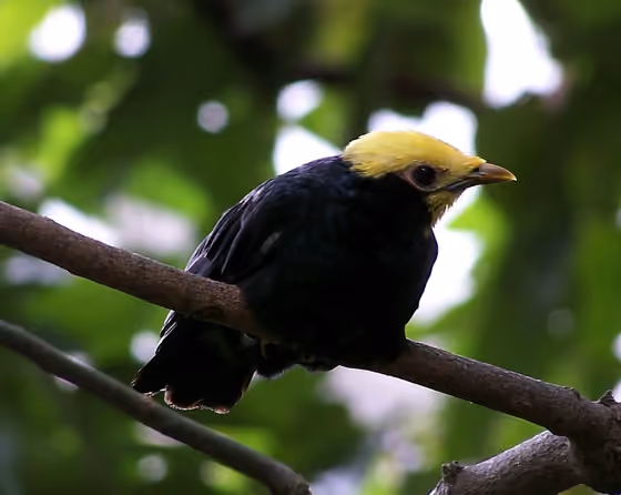 Dokumentasi Ampeliceps coronatus