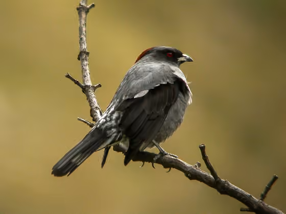 Dokumentasi Ampelion rubrocristatus